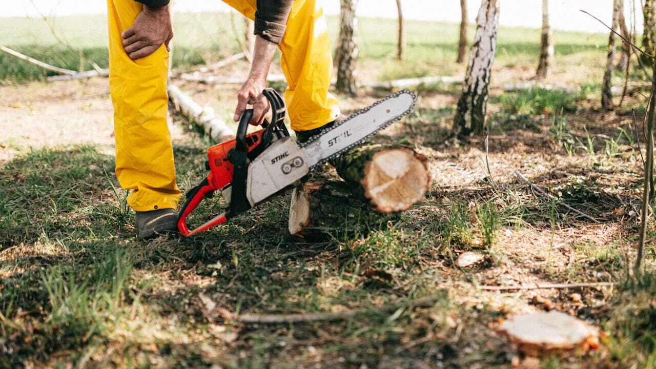 Trusted Barnesville, MN Tree Service Experts